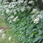 Wild white flowers