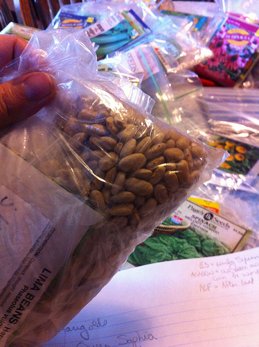 Saved Bean Seeds