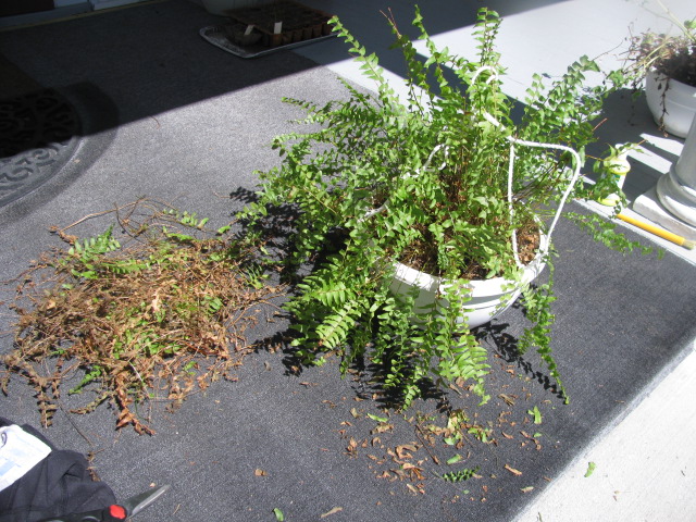 Ferns after overwintering