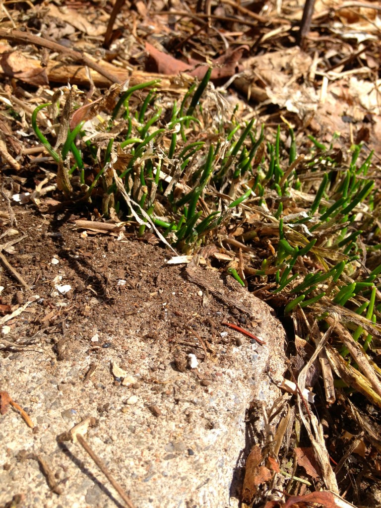 First chives of spring