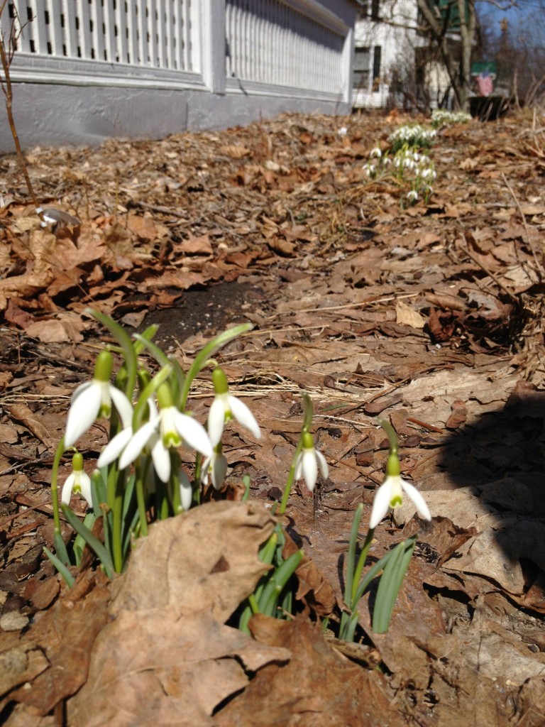 beautiful spring snowdrops