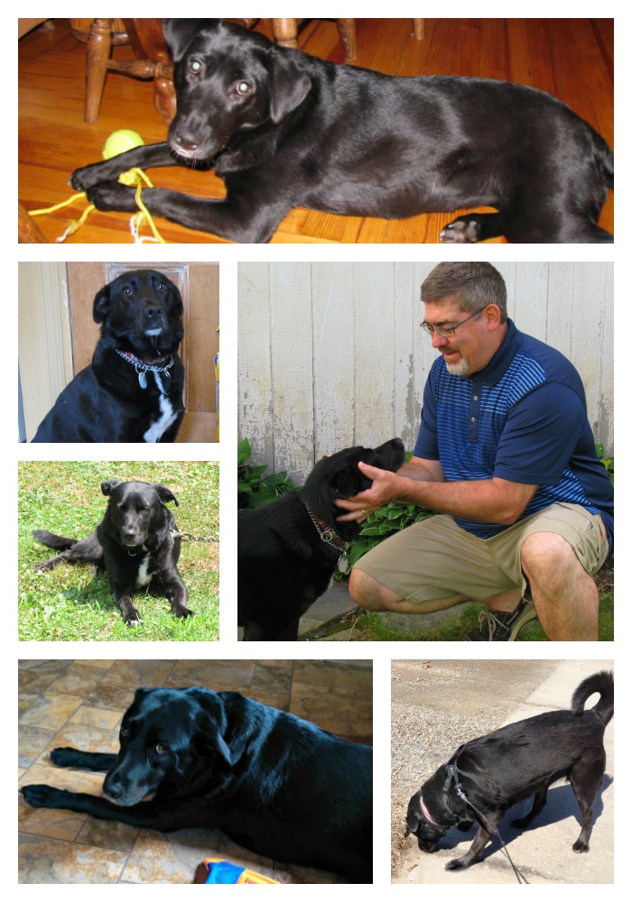 Collage of our dog Summer