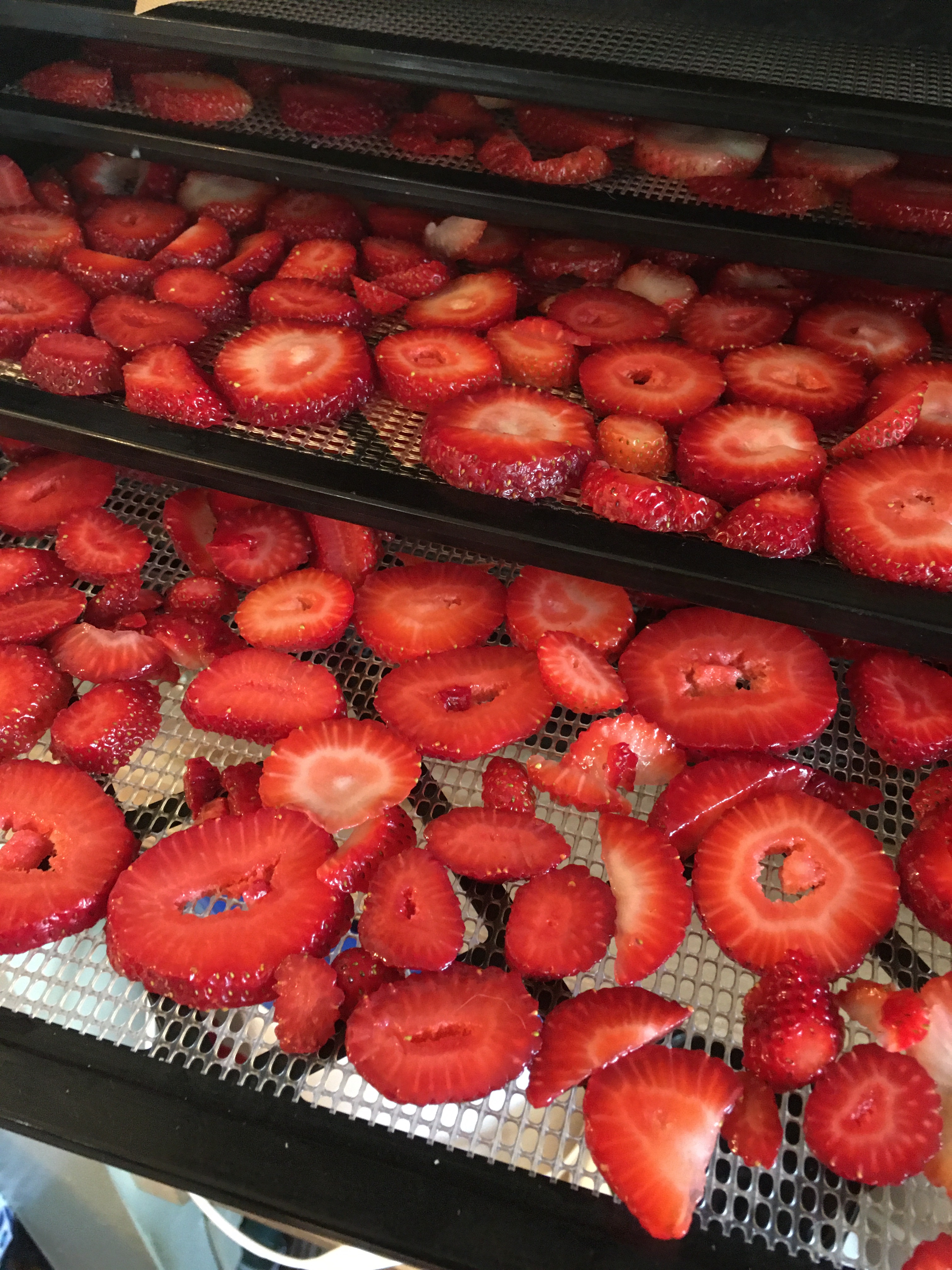 Fresh strawberry slices in the 9 tray Excalibur dehydrator